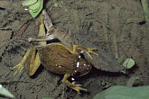 Giant Water Bug (Belostoma sp) predating a frog, rainforest, Costa Rica