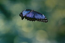 Morpho Butterfly (Morpho sp) flying, cloud forest, Costa Rica