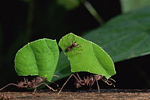 Leafcutter Ant (Atta sp) group workers carrying leaf segments, note minim riding on leaf as protection against parasitic flies, rainforest, Costa Rica