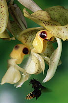 Bee (Eulaema sp) visiting Orchid (Stanhopea wardii) note pollinaria on bee, cloud forest, Costa Rica