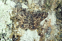 Looper Moth (Geometridae) camouflaged against tree trunk, Monteverde Cloud Forest Reserve, Costa Rica