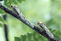 Prominent (Notodontidae) moth disguised as broken twigs, cloud forest, Costa Rica