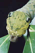 Banded King Shoemaker (Prepona demophon) catterpillar anterior body expanded to expose false eye spots and mimic snake, note eggs of parasitic Tachinid fly, rainforest, Costa Rica