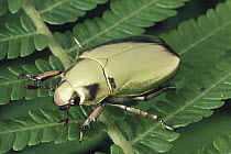 Golden Scarab Beetle (Plusiotis resplendens) portrait on leaf, Monteverde Cloud Forest Reserve, Costa Rica