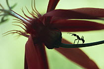 Ponerine Ant (Ectatomma tuberculatum) guarding extra-floral nectaries of Perfumed Passion Flower (Passiflora vitifolia) rainforest, Costa Rica