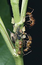 Treehoppers, adult and several ages of young plus ant guards, dry forest, Guanacaste, Costa Rica