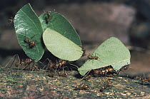 Leafcutter Ant (Atta sp) group workers carrying leaf sections with tiny workers called minims riding on leaf, possibly to protect from parasitic flies, rainforest, Costa Rica
