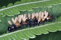 Braconid Wasp (Braconidae) pupae on parasitized moth larva, rainforest, Costa Rica
