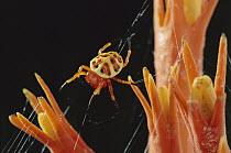 Orb-weaver Spider (Paraplectana sp) on the flowers of Pygmymelon (Psiguria sp), Amazon rainforest, Ecuador