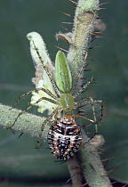 Green Lynx Spider (Peucetia viridans) predating a plant bug, dry forest, Guanacaste, Costa Rica