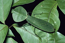 Hooded Praying Mantis (Choeradodis rhomboidea) disguised as leaves, rainforest ecosystem, Costa Rica