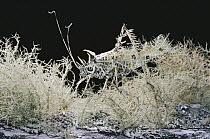 Lichen Katydid (Markia hystrix) disguised on Beard Lichen (Usnea sp) on which it feeds, cloud forest, Costa Rica