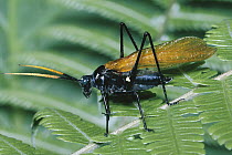 Katydid (Aganacris insectivora) mimic of Pompilid wasp, rainforest, Costa Rica