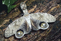 Lantern Bug (Fulgora laternaria) defensive display, rainforest Panama