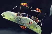 Flag-footed Bug (Anisocelis flavolineata) pair displaying flagged legs and mating on Passionvine leaf with female feeding, rainforest, Costa Rica