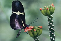 Passionvine Butterfly (Heliconius clysonimus) collecting pollen at flowers of Psiguria vine, cloud forest, Costa Rica