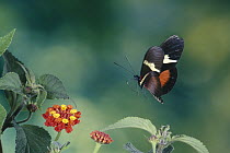 Passionvine Butterfly (Heliconius clysonimus) about to alight on Lantana flowers, note proboscis, cloud forest, Costa Rica