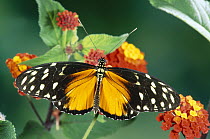 Tiger Longwing (Heliconius hecale) butterfly at Lantana flowers, Costa Rica