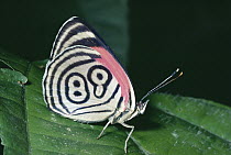 Cramer's Eighty-eight (Diaethria clymena) butterfly in rainforest, South America