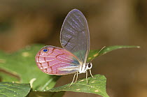 Nymphalid Butterfly (Cithaerias sp) on leaf, Amazon rainforest, Peru