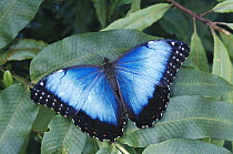 Blue Morpho (Morpho peleides) butterfly in cloud forest, Costa Rica