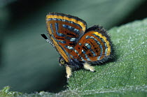 Jewelmark (Sarota gyas) butterfly in rainforest, Costa Rica