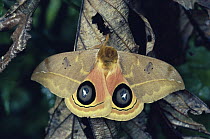 Eyed Silkmoth (Automeris rubrescens) startled display, cloud forest, Costa Rica