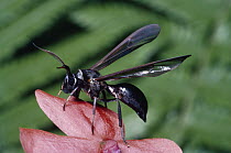 Ctenuchid moth, warning colors, Mullerian mimic of Sphecid wasp, Costa Rica