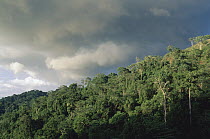 Rainforest canopy in the Carara National Park, Costa Rica