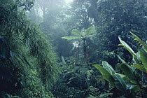 Cloud forest interior with bamboo and tree ferns, Monteverde Cloud Forest Reserve, Costa Rica