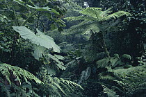 Cloud forest interior with bamboo and tree ferns, Monteverde Cloud Forest Reserve, Costa Rica