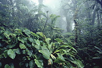 Rainforest interior, Monteverde Cloud Forest Reserve, Costa Rica