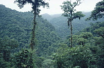 Penas Blancas Valley, Monteverde Cloud Forest Reserve, Costa Rica