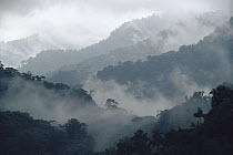 Misty Penas Blancas Valley, Monteverde Cloud Forest Reserve, Costa Rica