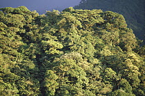 Forest canopy, Penas Blancas Valley, Monteverde Cloud Forest Reserve, Costa Rica