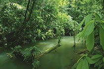 Stream running through lowland rainforest, La Selva Biological Research Station, Costa Rica