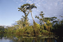 Laguna Imuya, Rio Lagartococha, Amazon rainforest, Ecuador