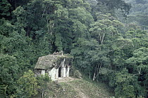 Mayan ruins at Palenque, the Temple of the Sun, surrounded by rainforest, Chiapas, Mexico