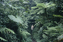 Brilliant trail with hiker, Monteverde Cloud Forest Reserve, Costa Rica