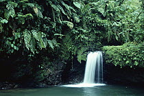 Waterfall in cloud forest, Braulio Carrillo National Park, Costa Rica