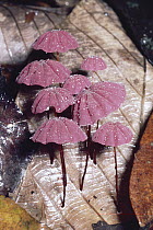 Blood-red Marasmius (Marasmius haematocephalus) rainforest, La Selva Biological Research Station, Costa Rica