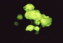 Bioluminescent fungi, Monteverde Cloud Forest Reserve, Costa Rica