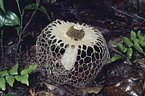 Veiled Lady (Dictyophora indusiata) mushroom in rainforest, Costa Rica