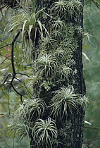 Bromeliads on pine tree, cloud forest, Sierra Madre Occidental, Mexico