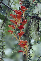 Flying Goldfish Plant (Columnea microcalyx), Monteverde Cloud Forest Reserve, Costa Rica