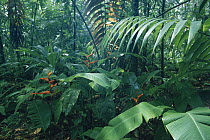 Heliconia (Heliconia irrasa) and palm in rainforest, Costa Rica