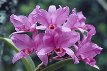 Guaria Morada Orchid (Cattleya skinneri) national flower, rainforest ecosystem, Costa Rica