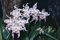 Orchid (Odontoglossum crispum) rainforest, Colombia