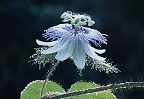 Blue Passionvine (Passiflora foetida) flower, rainforest, Costa Rica