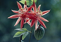 Perfumed Passion Flower (Passiflora vitifolia) flowers and fruit, rainforest, Corcovado National Park, Costa Rica